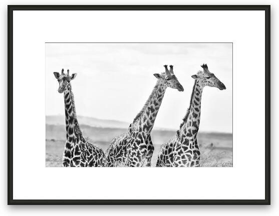 Three Giraffes Framed Fine Art Print