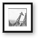 Three Giraffes Framed Print