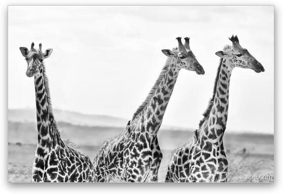 Three Giraffes Fine Art Metal Print