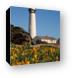 Pigeon Point Lighthouse and California Poppies Canvas Print