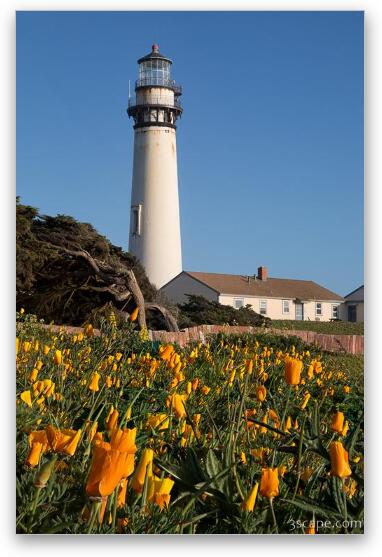 Pigeon Point Lighthouse and California Poppies Fine Art Metal Print