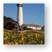 Pigeon Point Lighthouse and California Poppies Metal Print