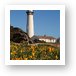 Pigeon Point Lighthouse and California Poppies Art Print