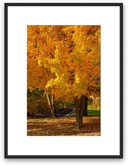 Fall colors Framed Fine Art Print