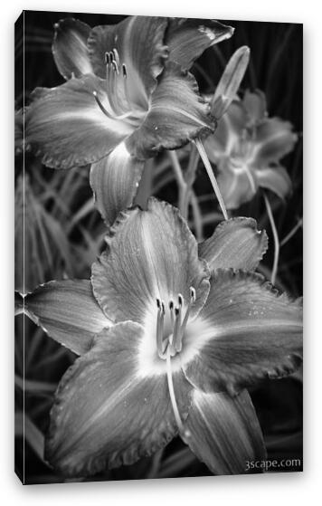 Day Lilies in Black and White Fine Art Canvas Print