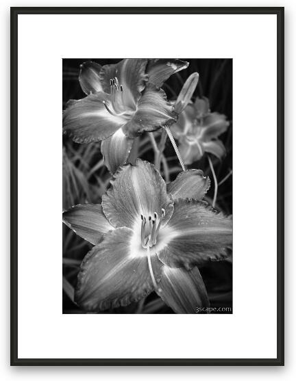 Day Lilies in Black and White Framed Fine Art Print