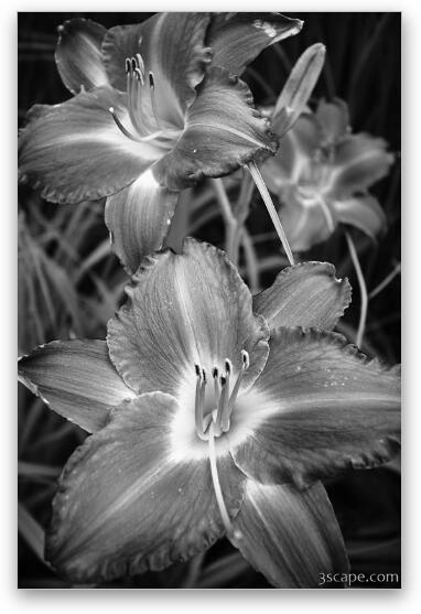 Day Lilies in Black and White Fine Art Metal Print