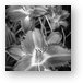 Day Lilies in Black and White Metal Print