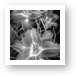 Day Lilies in Black and White Art Print