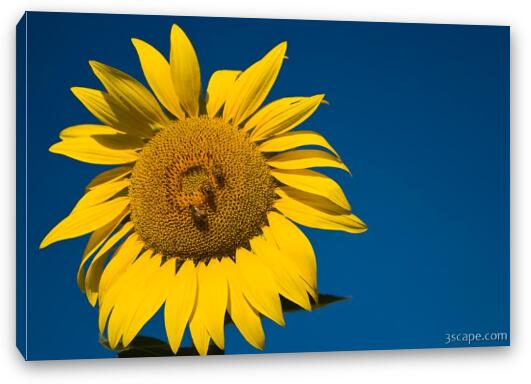 Three Bees and a Sunflower Fine Art Canvas Print