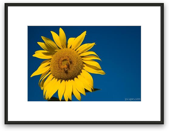 Three Bees and a Sunflower Framed Fine Art Print