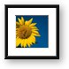 Three Bees and a Sunflower Framed Print