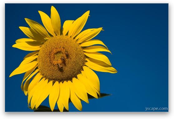 Three Bees and a Sunflower Fine Art Metal Print