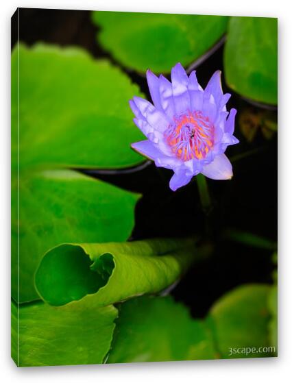 Lotus Flower and Lily Pad Fine Art Canvas Print