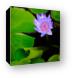 Lotus Flower and Lily Pad Canvas Print