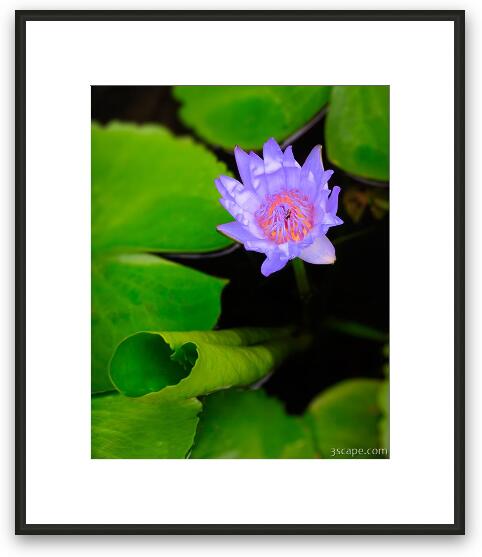 Lotus Flower and Lily Pad Framed Fine Art Print