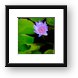 Lotus Flower and Lily Pad Framed Print