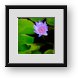 Buy Framed Print