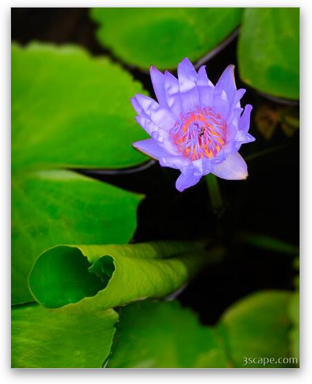 Lotus Flower and Lily Pad Fine Art Print
