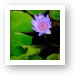 Lotus Flower and Lily Pad Art Print