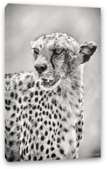 Cheetah Black and White Fine Art Canvas Print