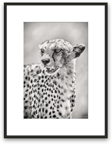 Cheetah Black and White Framed Fine Art Print