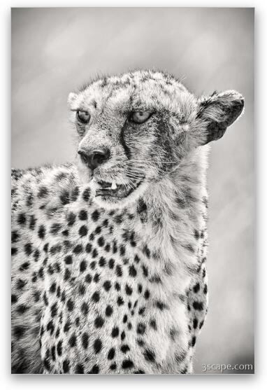 Cheetah Black and White Fine Art Metal Print