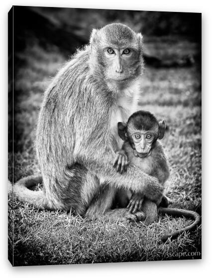 Mother and Baby Monkey B&W Fine Art Canvas Print