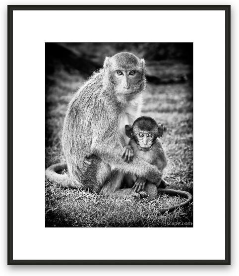 Mother and Baby Monkey B&W Framed Fine Art Print