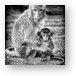 Mother and Baby Monkey B&W Metal Print
