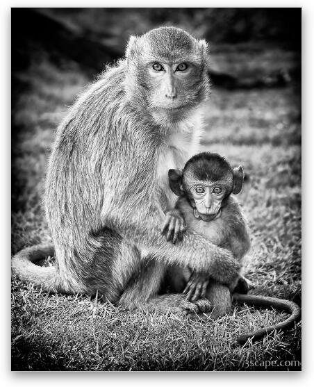 Mother and Baby Monkey B&W Fine Art Print