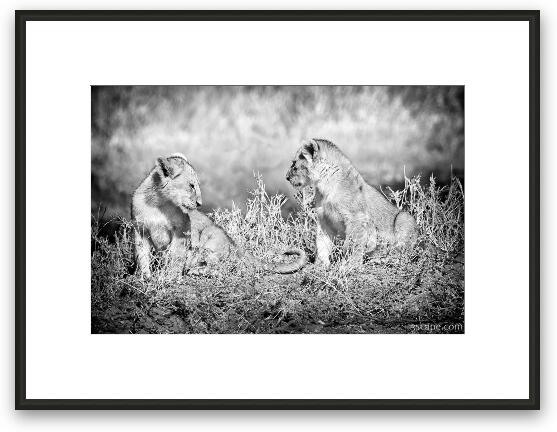 Little Lion Cub Brothers Framed Fine Art Print