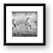 Little Lion Cub Brothers Framed Print