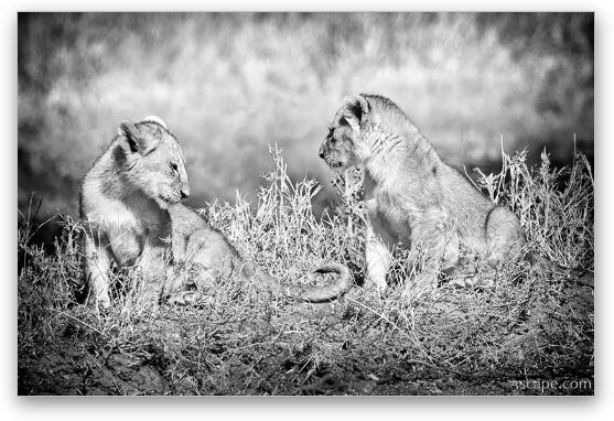 Little Lion Cub Brothers Fine Art Metal Print