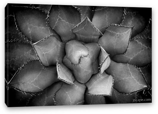 Agave Black And White Abstract Fine Art Canvas Print
