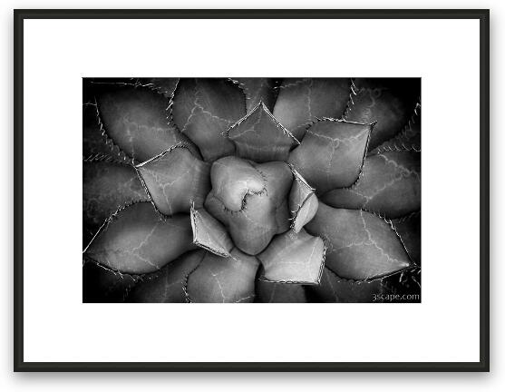 Agave Black And White Abstract Framed Fine Art Print