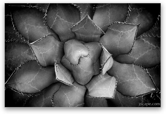 Agave Black And White Abstract Fine Art Metal Print