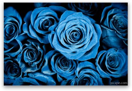 Moody Blue Rose Bouquet Fine Art Metal Print