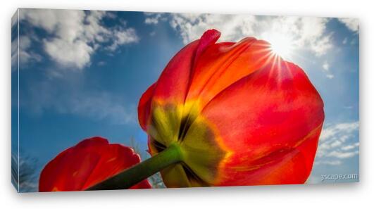 Sunbeams and Tulips Fine Art Canvas Print