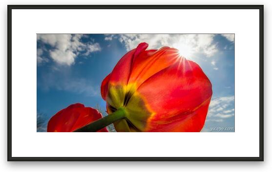 Sunbeams and Tulips Framed Fine Art Print