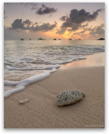 Grand Cayman Beach Coral at Sunset Fine Art Metal Print