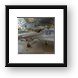 Buy Framed Print