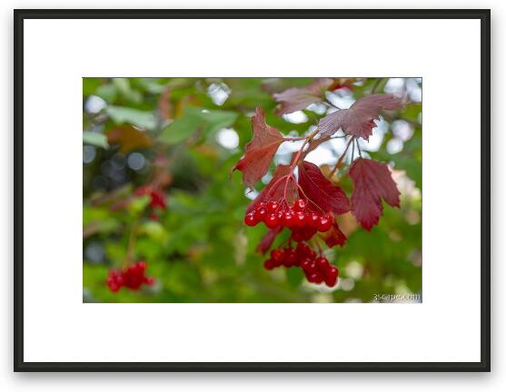 Viburnum Opulus - European Cranberrybush Framed Fine Art Print