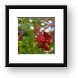 Viburnum Opulus - European Cranberrybush Framed Print