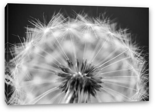 Dandelion Seed Pod Macro Fine Art Canvas Print