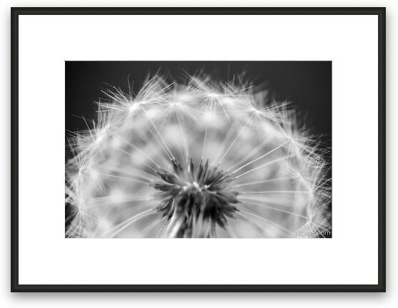 Dandelion Seed Pod Macro Framed Fine Art Print