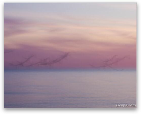 Pastel abstract - flying seagulls at dusk Fine Art Print