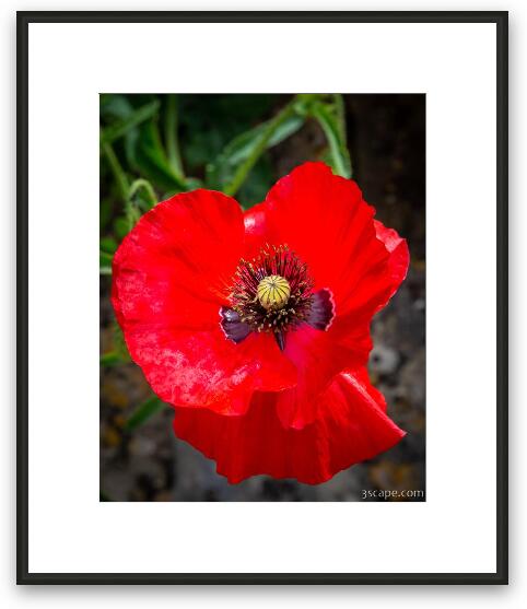 Red Poppy Framed Fine Art Print