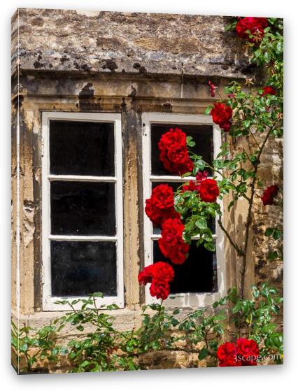 Window and Climbing Roses Fine Art Canvas Print