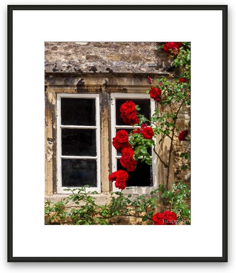 Window and Climbing Roses Framed Fine Art Print